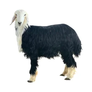 خروف نجدي كبير جذع ناهي