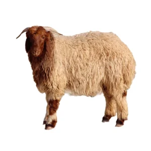 نعيمي جذع