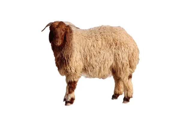 خروف نعيمي هرفي صغير